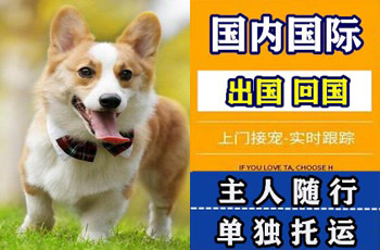 沈阳宠物托运公司沈阳宠物托运公司沈阳宠物托运公司