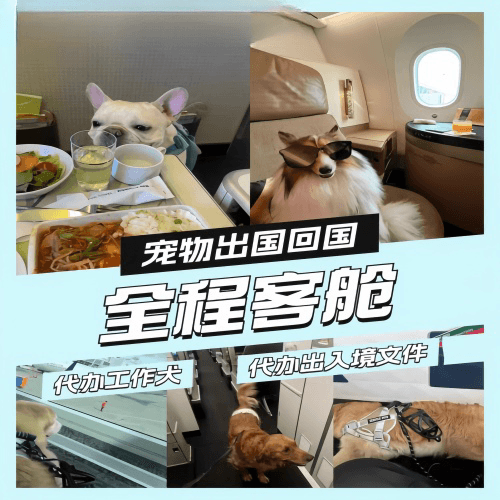 沈阳宠物托运到白俄罗斯宠物入境规定和要求