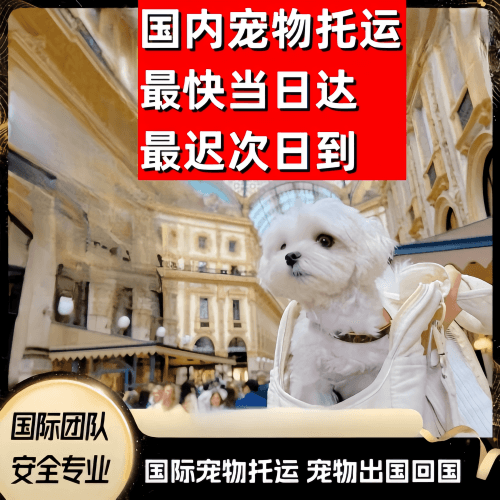 沈阳到澳大利亚（澳洲）宠物入境规定和要求